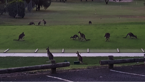Kangaroos in Canberra, Australia